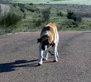 La xacra dels animals abandonats