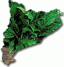 Catalunya, un vegetal?